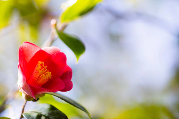 close up of red camellia japonica flower in early spring