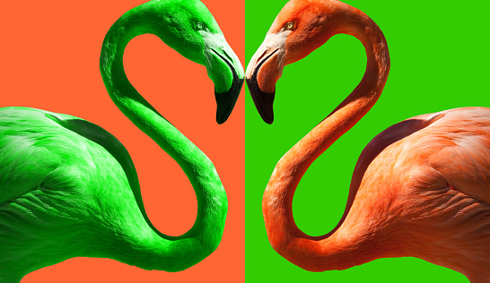 Abstract of Color Contrasting Flamingo on Green and Flamingo Pink