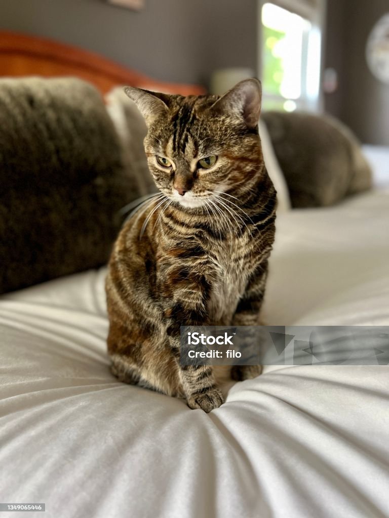 Small tabby tortie stripped kitten sitting on a bed A small stripped tabby domestic cat sitting on a modern bed. Bed - Furniture Stock Photo