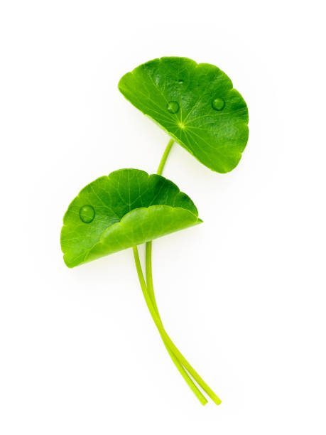 istock Close up centella asiatica leaves with rain drop isolated on white background top view. 1349066266
