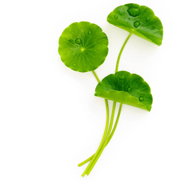 istock Close up centella asiatica leaves with rain drop isolated on white background top view. 1349066323