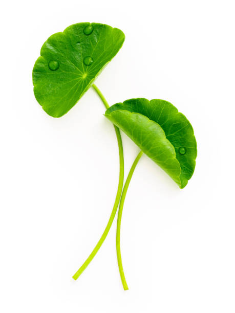 istock Close up centella asiatica leaves with rain drop isolated on white background top view. 1349066339