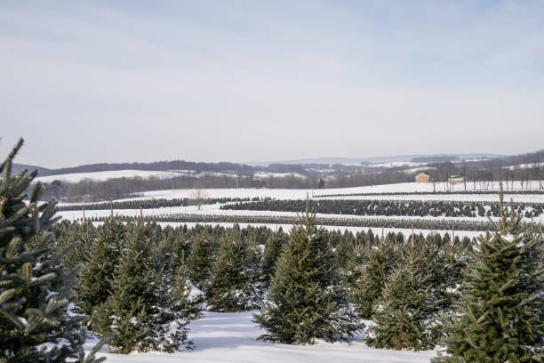 istock Rows of Snow Covered Christmas Trees 1349067789