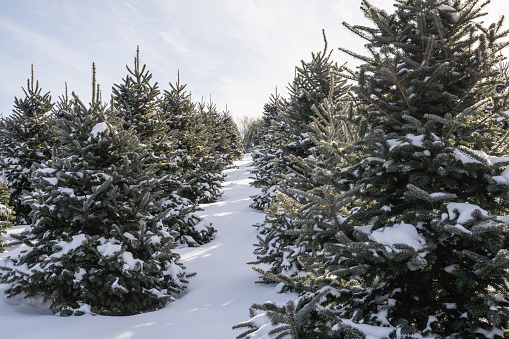 Snow covered trees at Christmas tree farm.