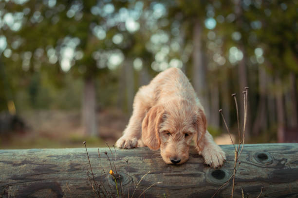 Doodle red setter puppy Doodle red setter puppy climbing over log irish setter puppy stock pictures, royalty-free photos & images