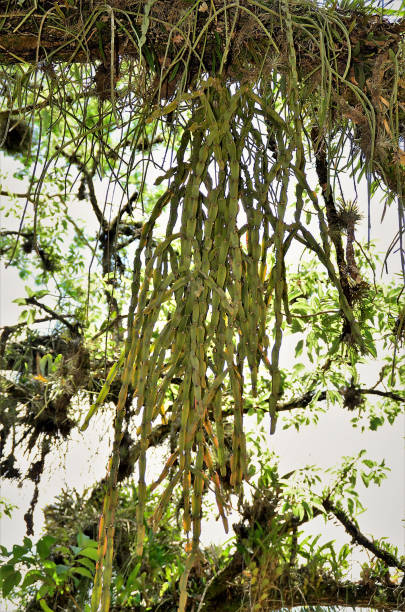 Close-up of a pine tree in the misty Corona Forestal of Tenerife, with long strands of hanging lichen (commonly known as beard lichen or Usnea) draped over its branches. The foggy background adds a mysterious and ancient atmosphere to the scene.