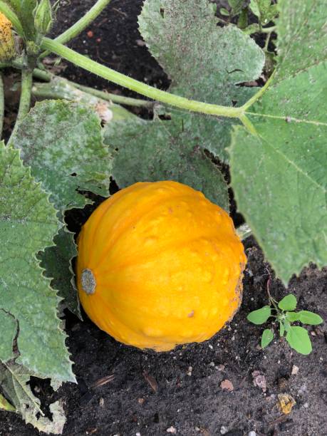 istock Squash in the garden 1349073333