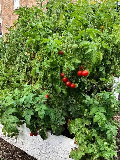 Cherry tomatoes in the garden