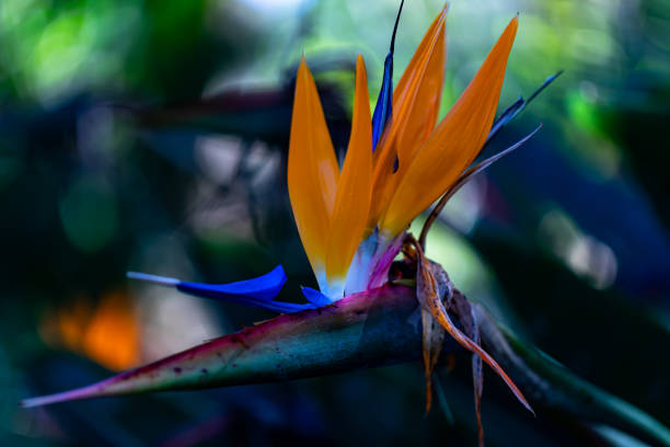 Close view of the Bright orange Sepals and blueish petals of a Bird of Paradise Flower, Strelitzia reginae, which is endemic to the eastern coast of South Africa
