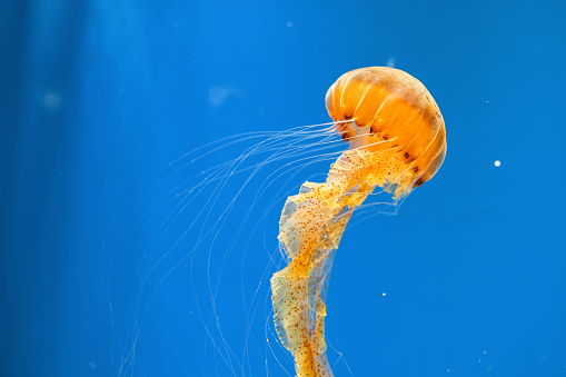 Orange jellyfish in blue ocean water. Captured by a Canon R5 camera.
