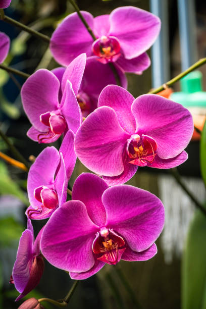Moth Orchid stock photo