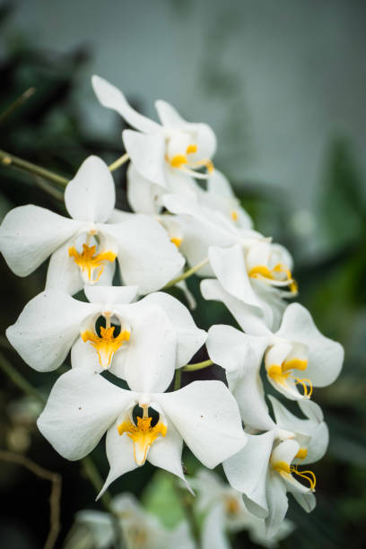 Moth Orchid stock photo