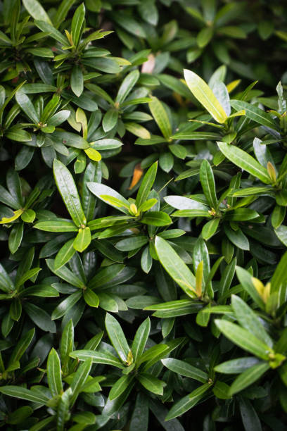 istock Japanese cheesewood 1349075154