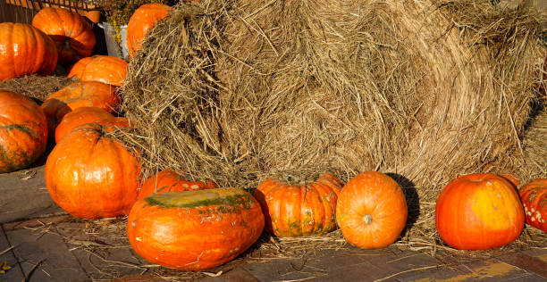 istock Pumpkins and hay autumn background 1349076920