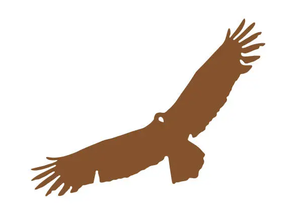 Vector illustration of Turkey Vulture flying