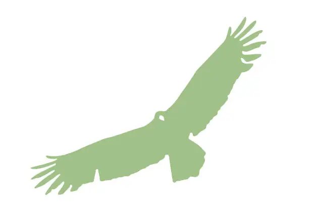 Vector illustration of Turkey Vulture flying