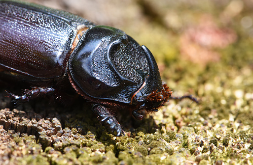 close up view of Coconut Rhinoceros Beetle