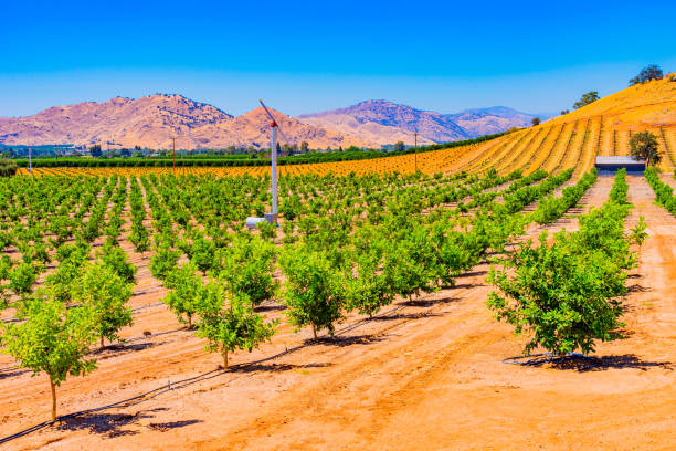 Young citrus trees grow in the San Joaquin Valley, Calif. The San Joaquin Valley is filled with young citrus trees and surrounded by other orchards in the agricultural center of California, near Visalia. orange tree photos stock pictures, royalty-free photos & images