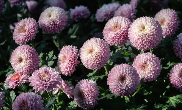 Photo of Pink Dahlias flower growth in the garden.