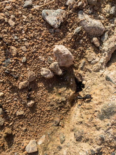 un primer plano de un agujero de hormiga o nido de hormigas - determination ant strength effort fotografías e imágenes de stock