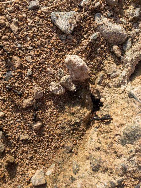 uno scatto ravvicinato di un foro di formica o di un nido di formiche - determination ant strength effort foto e immagini stock