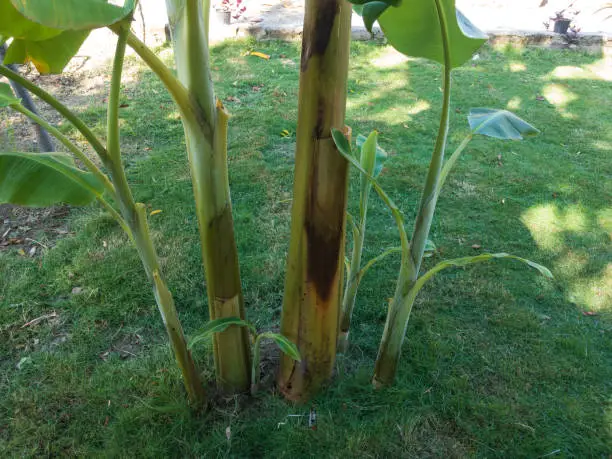 New banana plants growing along with mother plant