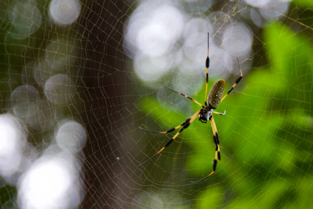 istock banana spider - Trichonephila clavipes 1349089326
