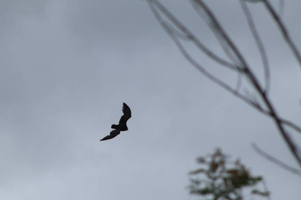 Bird of Prey in Cloudy Skies stock photo
