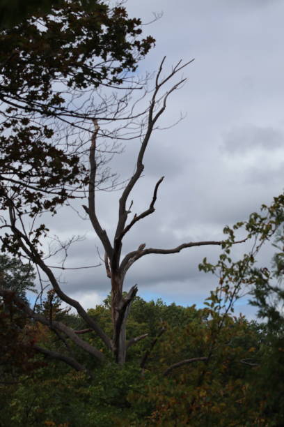 Broken Bare Tree in Wilderness stock photo