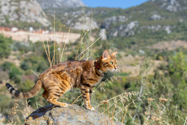 istock The cat jumped onto the stone. Walk in nature. 1349094343