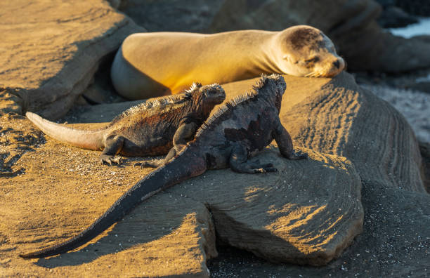 iguana marina e leone marino, galapagos, ecuador - sleeping volcano foto e immagini stock