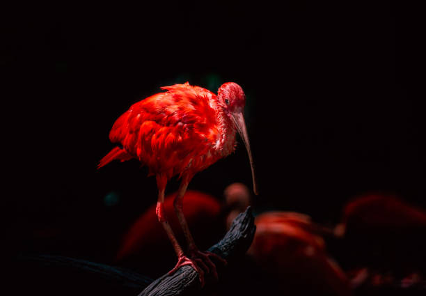scharlachroter ibis oder roter ibis steht auf einem baumstamm, verschwommener dunkler hintergrund eines scharlachroten ibis oder roten ibis, lebendige farbe des vogels. - scharlachsichler stock-fotos und bilder