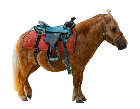 Isolated serviced pony for children in zoo on white background, side view, brown pony with saddle