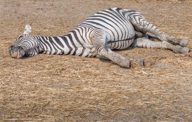 istock One Zebra sleepig on ground in a zoo. Sleep on dried grass under sun. 1349096071