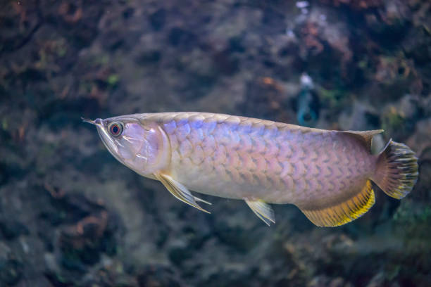 Piękna ryba Arowana lub azjatycka bonytonga Arowana. Nazwa naukowa to Scleropages formosus – zdjęcie