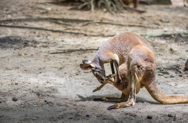 Mother Red Kangaroo take care her baby in its pouch. Little Kangaroo is in mother pouch. Mother Red Kangaroo take care her baby in its pouch. Little Kangaroo is in mother pouch. red kangaroo stock pictures, royalty-free photos & images