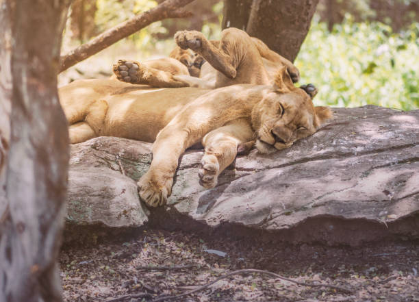 Lion sleep under tree in one zoo