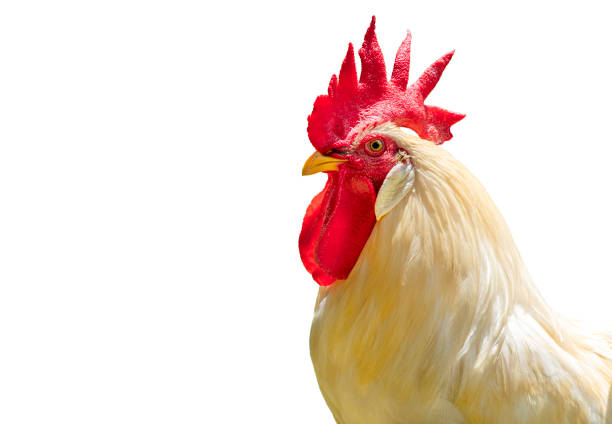 istock Portrait big white chicken with clipping path, Brahma chickens, beautiful rooster Brahma chicken with big red cockscomb, isolated on white background 1349096781