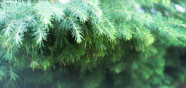 natürliche grüne hintergründe. fichte. weihnachtsbaum. immergrün. tapete. - growth new evergreen tree pine tree stock-fotos und bilder
