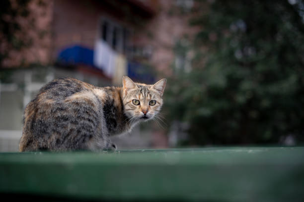 istock Old cat lies and watches 1349097696