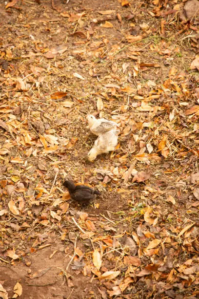 Image of little baby chickens in an open farm. Agriculture in Cusco Peru.