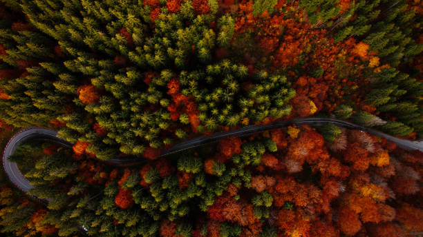 istock Aerial view with winding road, road in forest. 1349098709