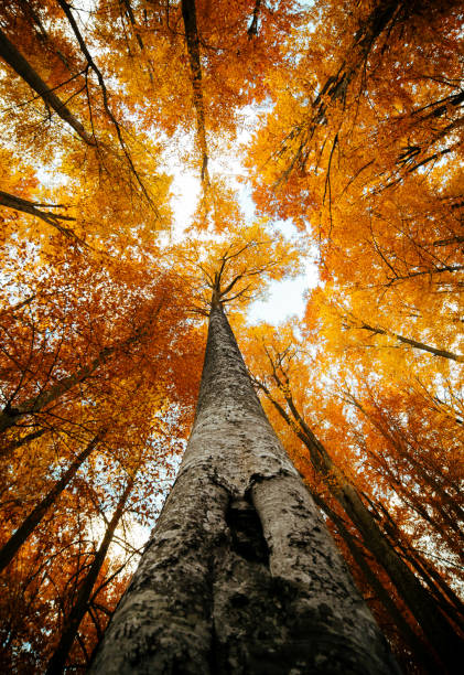 vista in basso delle cime degli alberi nella foresta autunnale - beech leaf low angle view deciduous tree tree trunk foto e immagini stock