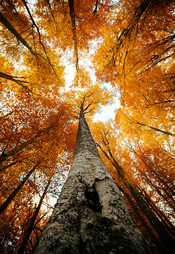 Bottom view of the tops of trees in the autumn forest. Splendid morning scene in the colorful woodland. Beauty of nature concept background.