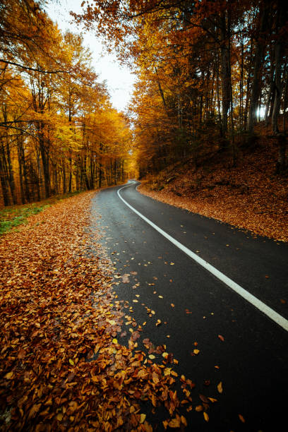 istock Winding road in forest with autumn leaves. 1349099320