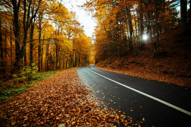istock Winding road in forest with autumn leaves. 1349099334