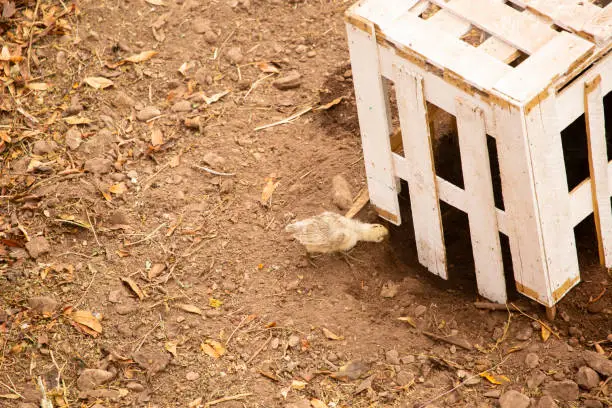 Image of little baby chickens in an open farm. Agriculture in Cusco Peru.