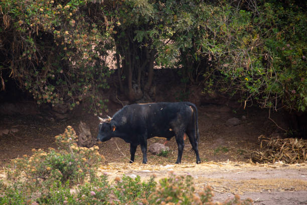 istock Image of a black bull in a Peruvian Farm. 1349099557