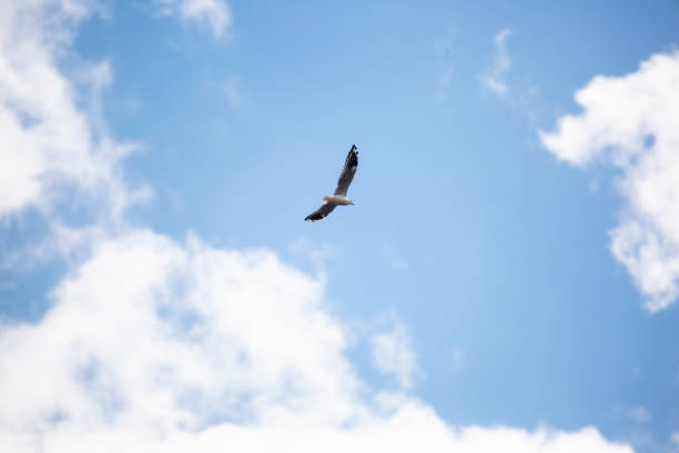 istock Image of a seagull flying with blue sky and clouds. 1349099640