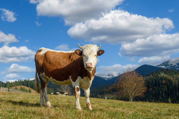 istock Brown cow on pasture in mountains 1349100589
